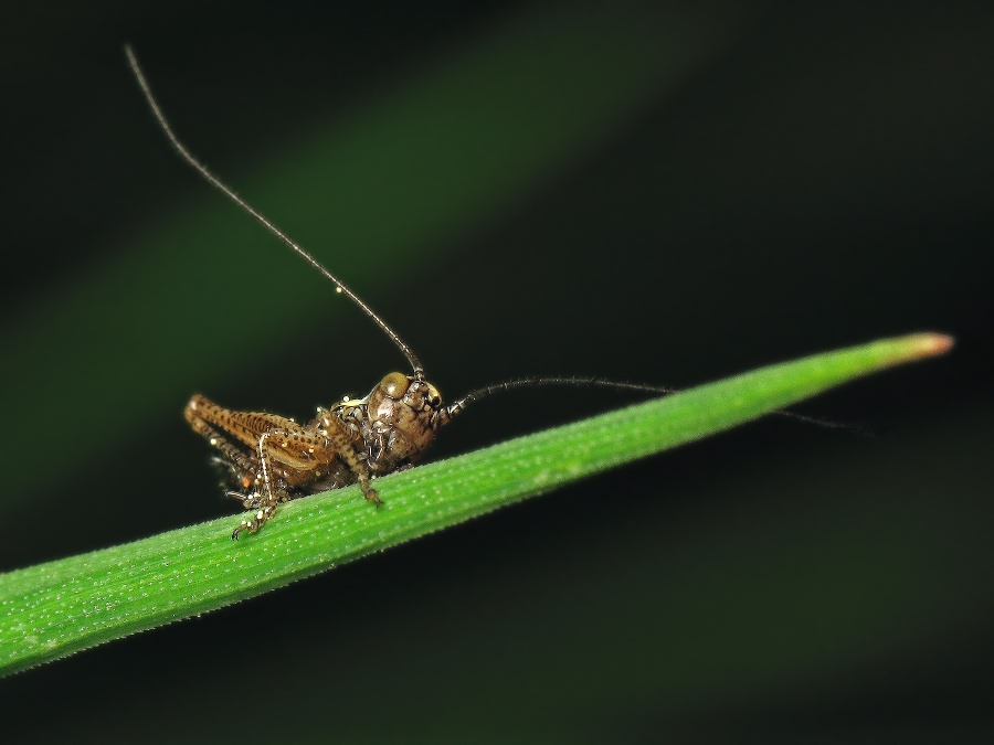 Orthoptera